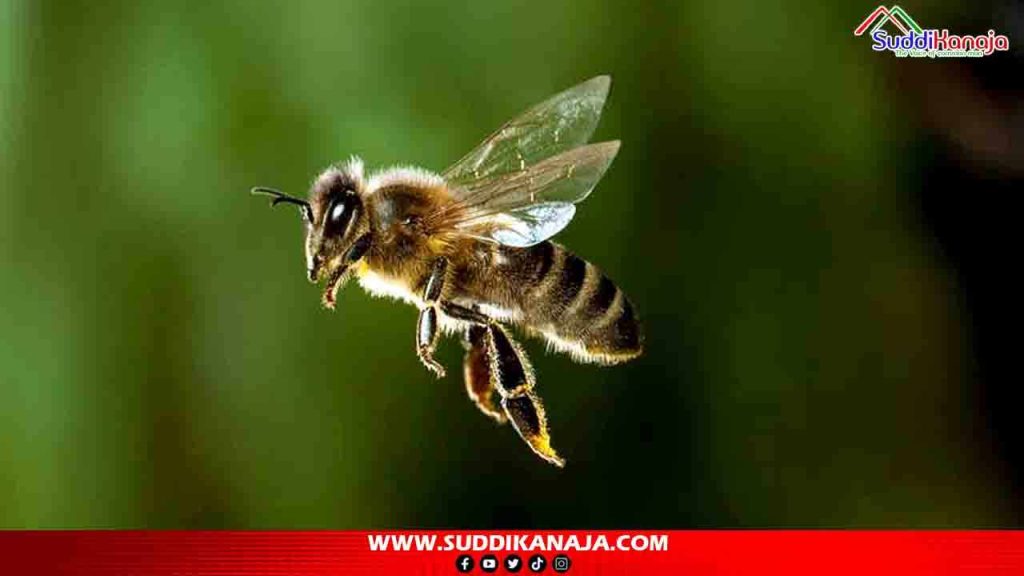 Honey Bee