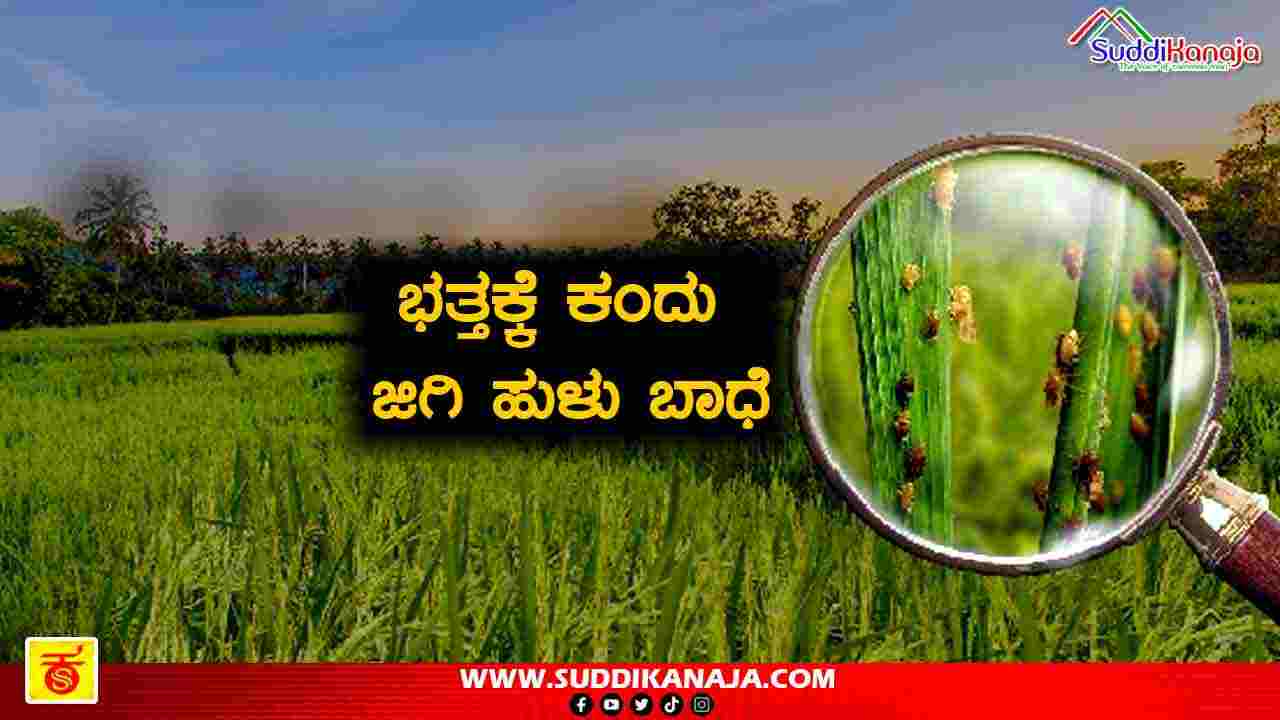 Paddy crop planthopper