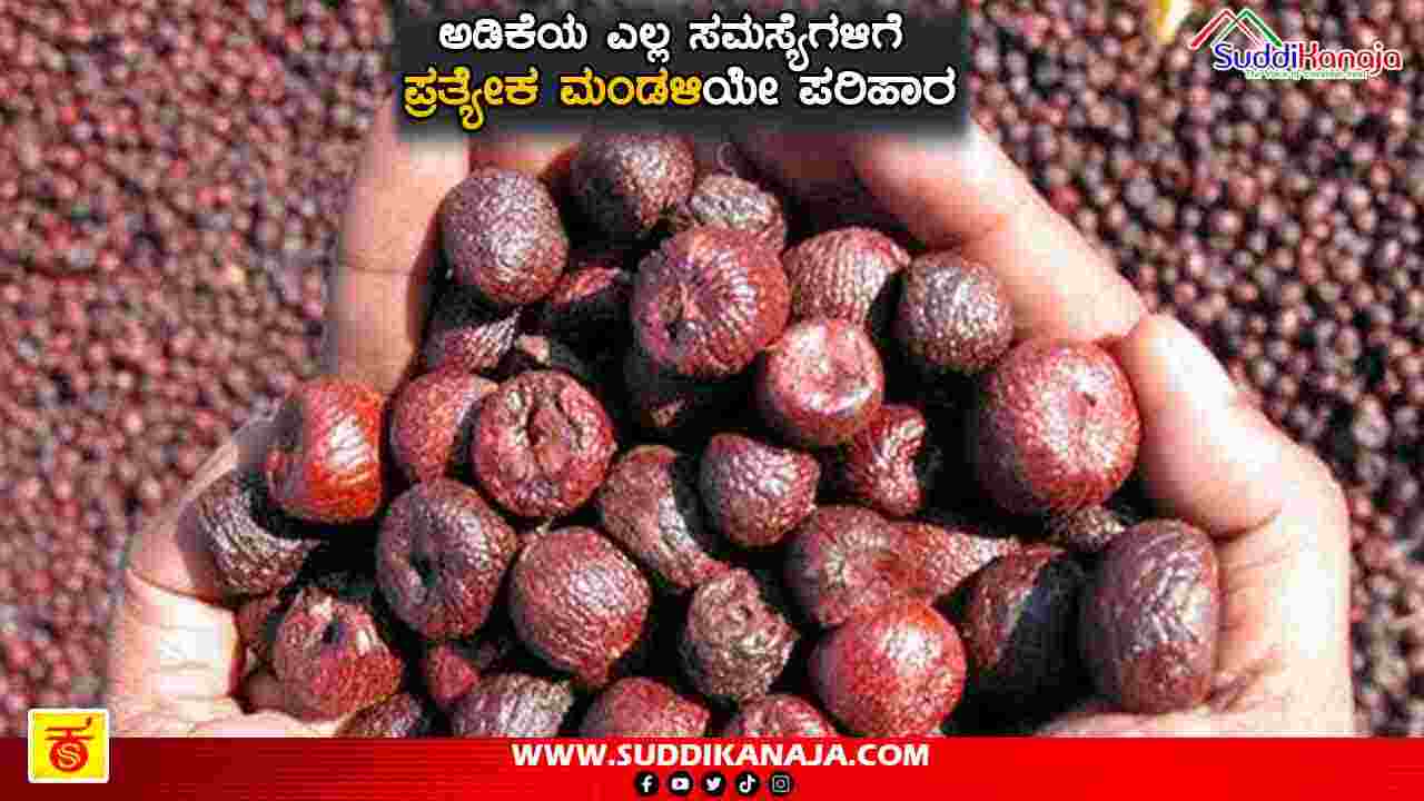 Arecanut Board | ಅಡಿಕೆಯ ಎಲ್ಲ ಸಮಸ್ಯೆಗಳಿಗೆ ಪ್ರತ್ಯೇಕ ಮಂಡಳಿಯೇ ಪರಿಹಾರ, ಕೃಷಿ ವಿಜ್ಞಾನಿ ಪ್ರೊ.ಪ್ರಕಾಶ್ ಕಮ್ಮರಡಿ ಹೇಳಿದ್ದೇನು?