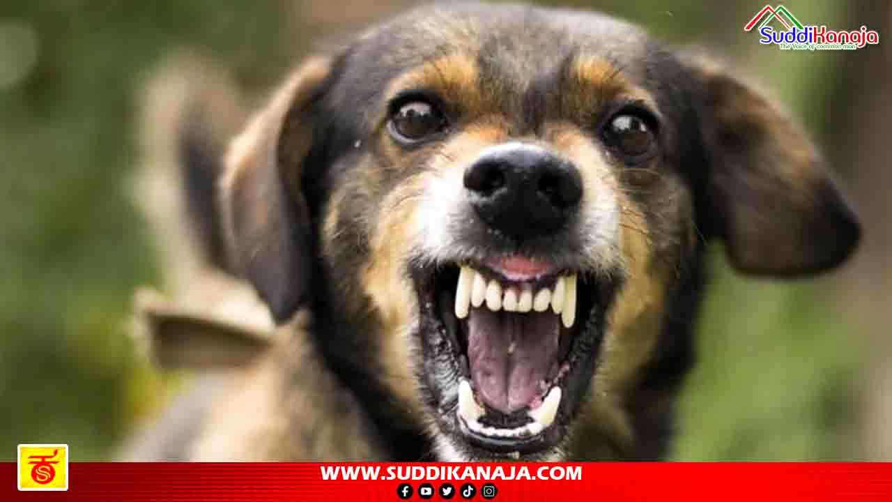 Stray dog | ಶಾಲೆಯಿಂದ ಮನೆಗೆ ಬರುವಾಗ ಬಾಲಕಿ ಮೇಲೆ ಬೀದಿನಾಯಿ ಅಟ್ಯಾಕ್, ಮುಖದ ಮೇಲೆ ಗಂಭೀರ ಗಾಯ