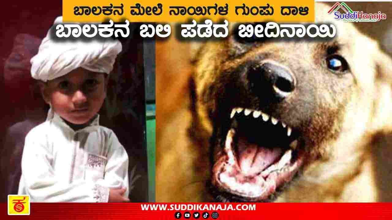 dog killed stray dogs