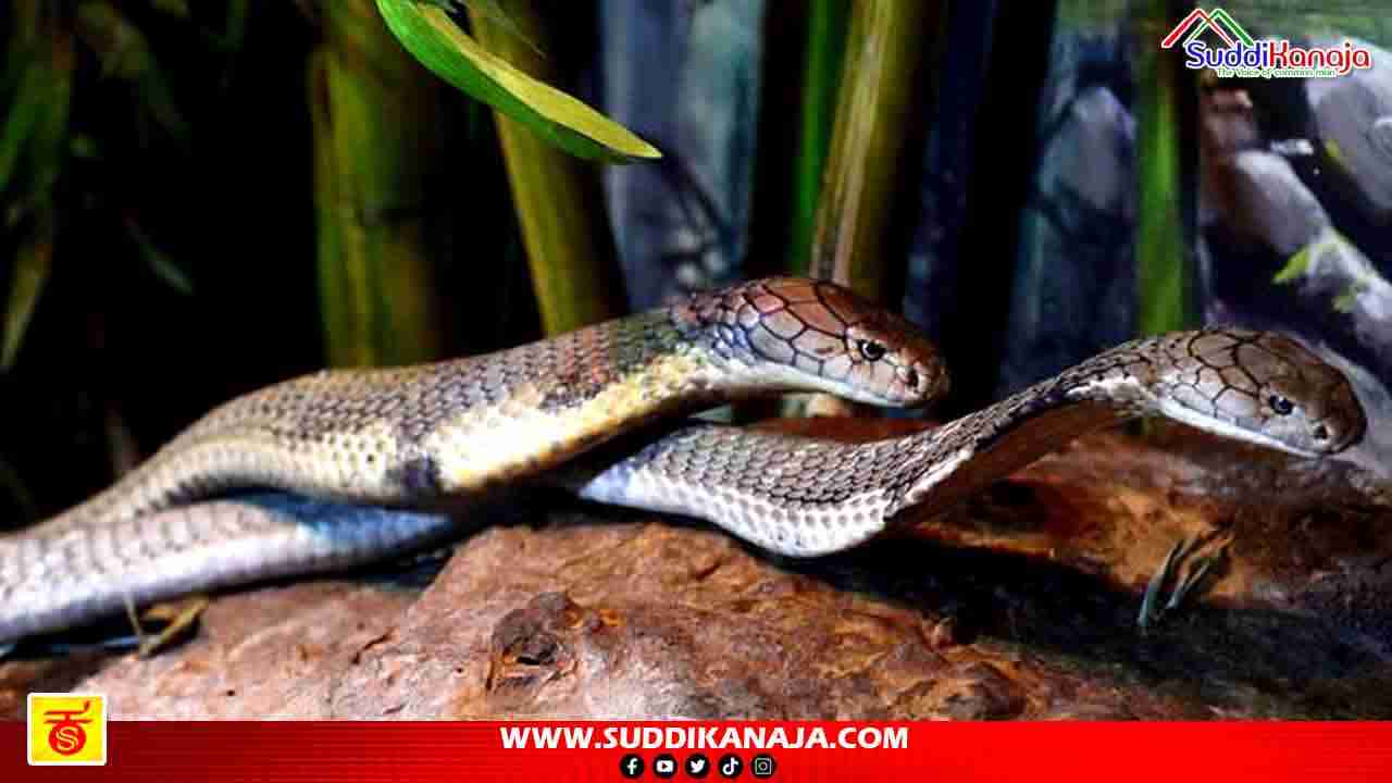 King cobra mating