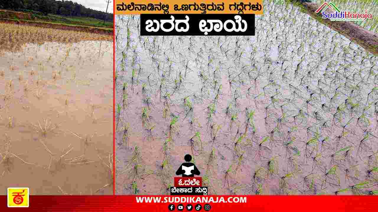 Malnad agriculture | ಮಲೆನಾಡಿನ ಬೆಳೆಗಳ ಮೇಲೆ ಬರದ ಛಾಯೆ, ಅನ್ನದ ಬಟ್ಟಲಿಗೆ ಬೆಂಕಿ!