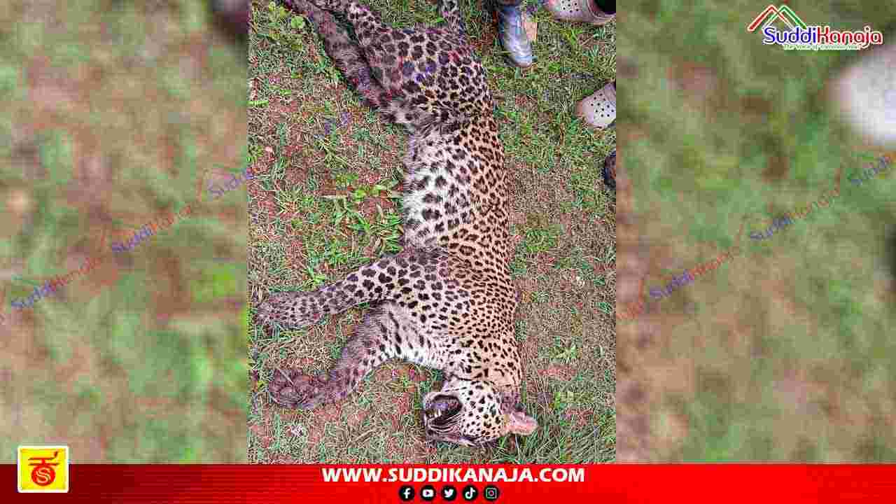 Leopard death | ಸೊರಬದಲ್ಲಿ ಉರುಳಿಗೆ ಸಿಲುಕಿ ಚಿರತೆ ಸಾವು
