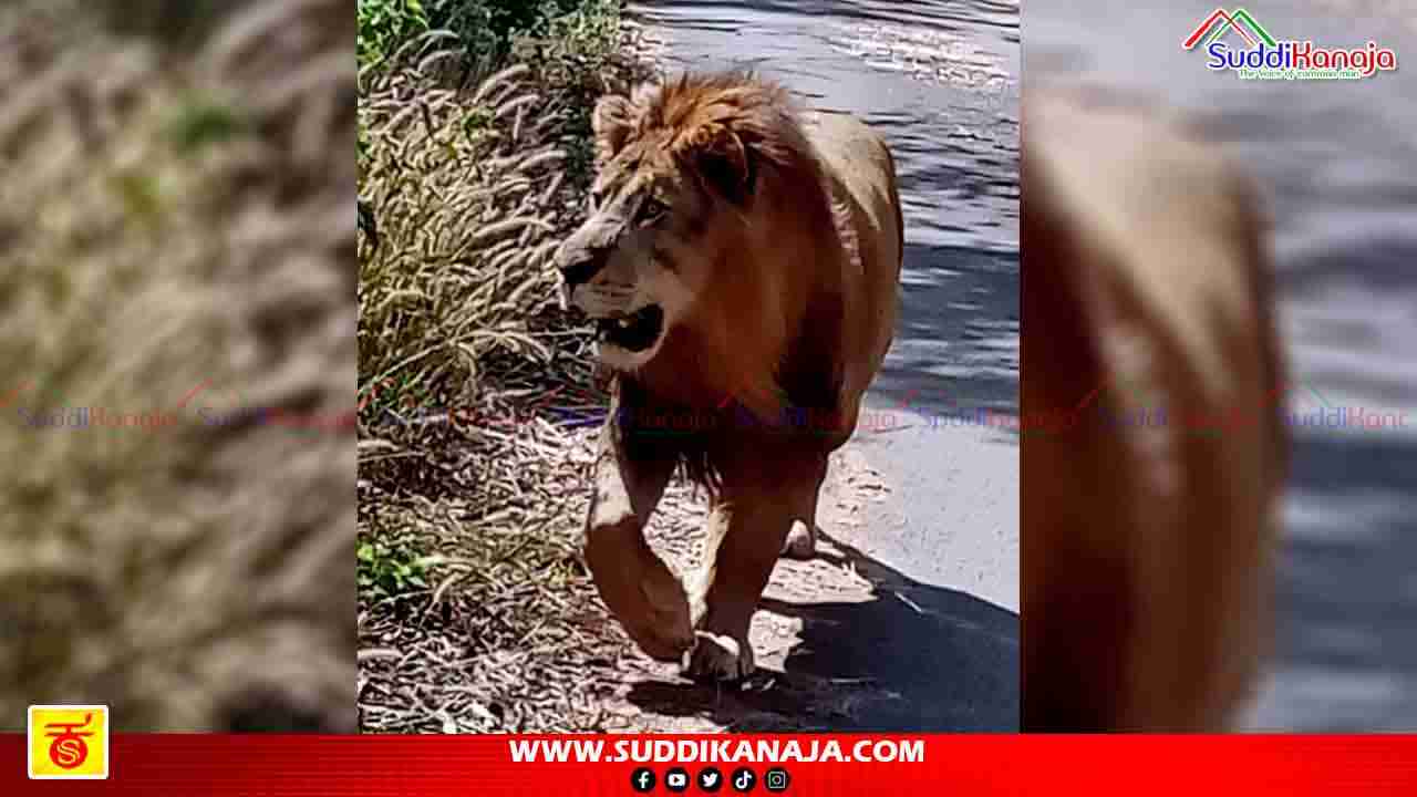 Lion Safari | ತ್ಯಾವರೆಕೊಪ್ಪ ಹುಲಿ, ಸಿಂಹ ಧಾಮದ ಹಿರಿಯಣ್ಣ ಆರ್ಯ ಸಾವು